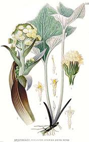 Attēlu rezultāti vaicājumam “Petasites spurius”