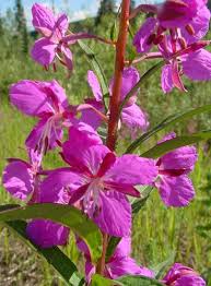 Image result for Epilobium angustifolium