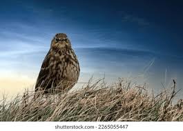 Attēlu rezultāti vaicājumam “Turdus pilaris juvenile”