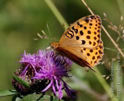 Attēlu rezultāti vaicājumam “Argynnis laodice female”