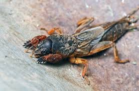 Attēlu rezultāti vaicājumam “Gryllotalpa gryllotalpa”