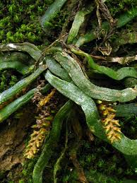 Attēlu rezultāti vaicājumam “Campylophyllum calcareum sporophyte”