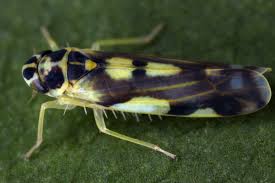 Attēlu rezultāti vaicājumam “Eupteryx vittata”