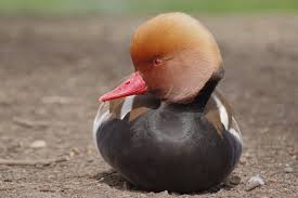 Image result for Netta rufina