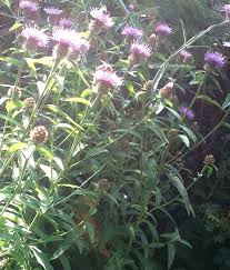 Attēlu rezultāti vaicājumam “Centaurea scabiosa fruit”