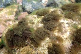 Attēlu rezultāti vaicājumam “Batrachospermum moniliforme”