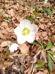 Attēlu rezultāti vaicājumam “Helleborus niger flower”