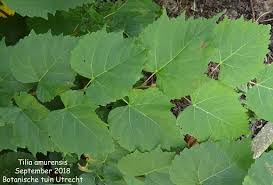 Attēlu rezultāti vaicājumam “Tilia amurensis”