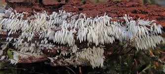 Attēlu rezultāti vaicājumam “Mucronella”