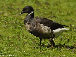 Attēlu rezultāti vaicājumam “Branta bernicla”