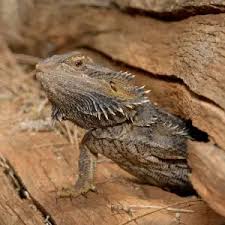 Image result for Central Weald Dragons