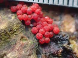 Attēlu rezultāti vaicājumam “Neonectria coccinea”