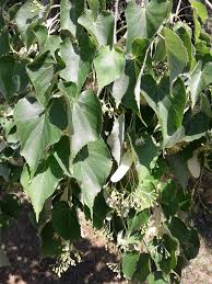 Attēlu rezultāti vaicājumam “Tilia amurensis”