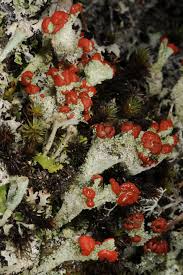 Attēlu rezultāti vaicājumam “Cladonia coccifera”