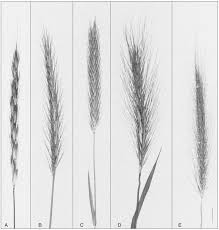 Attēlu rezultāti vaicājumam “Hordelymus europaeus fruit”