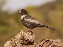 Image result for Turdus torquatus