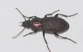 Attēlu rezultāti vaicājumam “Poecilus lepidus”