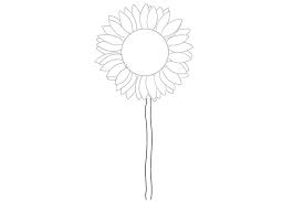 Image result for Sonnenblume