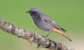 Attēlu rezultāti vaicājumam “Phoenicurus ochruros”