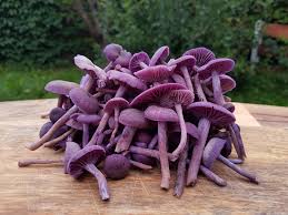 Attēlu rezultāti vaicājumam “Laccaria amethystina”