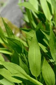 Attēlu rezultāti vaicājumam “Alisma lanceolatum leaf”