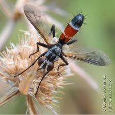 Attēlu rezultāti vaicājumam “Cylindromyia sp.”