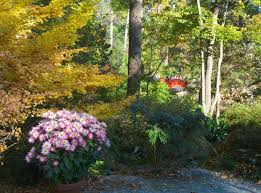 Image result for Chrysanthemum spectabile