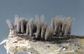 Attēlu rezultāti vaicājumam “Stemonitis virginiensis spores”