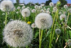 Image result for diente de leon