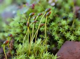 Attēlu rezultāti vaicājumam “Dichodontium pellucidum”