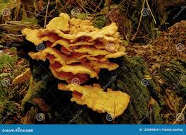 Attēlu rezultāti vaicājumam “Laetiporus sulphureus”