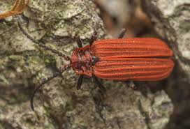 Attēlu rezultāti vaicājumam “Lopheros rubens”