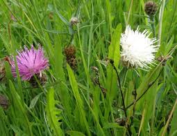 Image result for Centaurea nigra