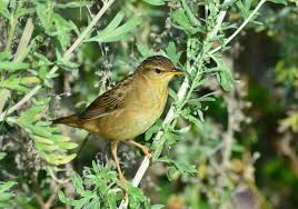 Image result for Locustella certhiola