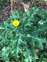 Attēlu rezultāti vaicājumam “Papaveraceae”