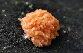 Attēlu rezultāti vaicājumam “Stemonitis flavogenita stalked”