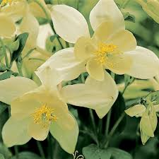 Image result for Aquilegia caerulea