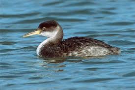 Attēlu rezultāti vaicājumam “Podiceps grisegena adult”