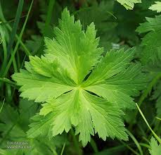 Attēlu rezultāti vaicājumam “Trollius europaeus leaf”