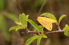 Attēlu rezultāti vaicājumam “Setina irrorella”