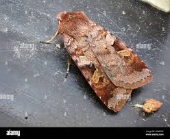 Attēlu rezultāti vaicājumam “Diarsia brunnea”