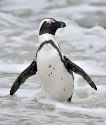 Image result for Spheniscus demersus