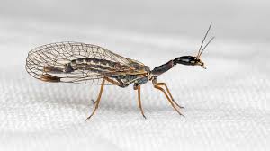 Attēlu rezultāti vaicājumam “Raphidioptera imago”