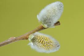 Attēlu rezultāti vaicājumam “Salix caprea male flower”