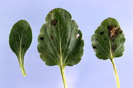 Attēlu rezultāti vaicājumam “Ombrophila violacea spores”