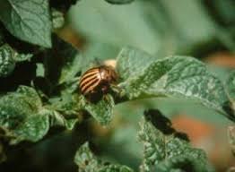 Attēlu rezultāti vaicājumam “Leptinotarsa decemlineata”