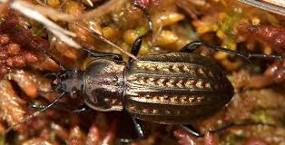 Attēlu rezultāti vaicājumam “Carabus clathratus”