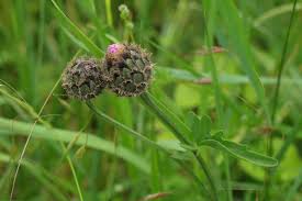 Attēlu rezultāti vaicājumam “Centaurea scabiosa bud”