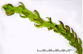 Attēlu rezultāti vaicājumam “Cephaloziella elachista”