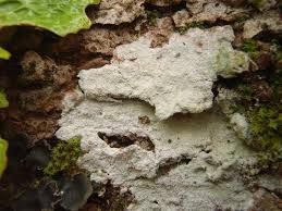 Attēlu rezultāti vaicājumam “Phlyctis agelaea”